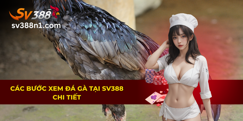 Trải Nghiệm Đá Gà Trực Tiếp Thomo Rực Lửa Trên SV388 3 Hướng dẫn chi tiết các bước xem đá gà trực tiếp Thomo tại SV388