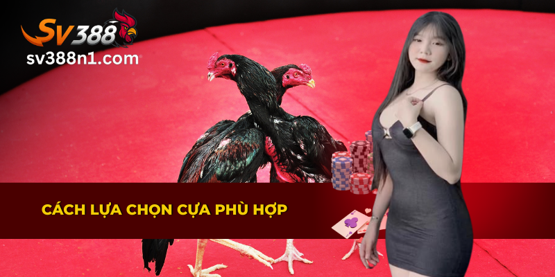 Đá Gà Cựa Sắt – Kịch Tính Từ Những Cú Đòn Chí Mạng 3 Hướng dẫn lựa chọn cựa phù hợp cho đá gà cựa sắt