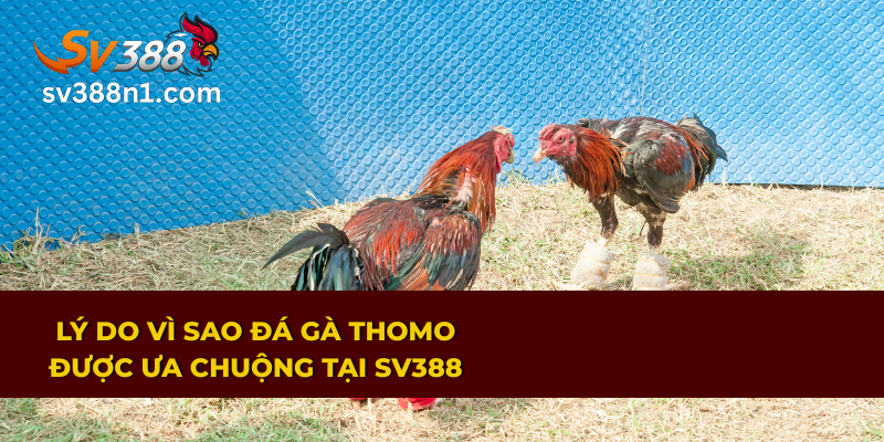 Trải Nghiệm Đá Gà Trực Tiếp Thomo Rực Lửa Trên SV388 2 Giải mã lý do đá gà trực tiếp Thomo thu hút đông đảo người chơi
