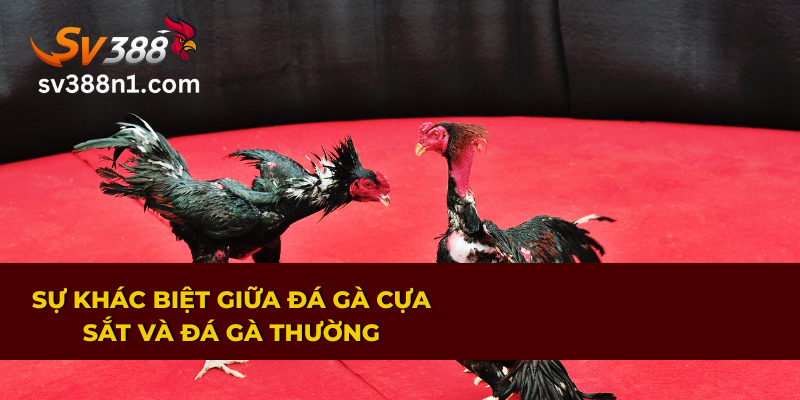 Đá Gà Cựa Sắt – Kịch Tính Từ Những Cú Đòn Chí Mạng 2 Phân biệt rõ nét giữa đá gà cựa sắt và đá gà thường