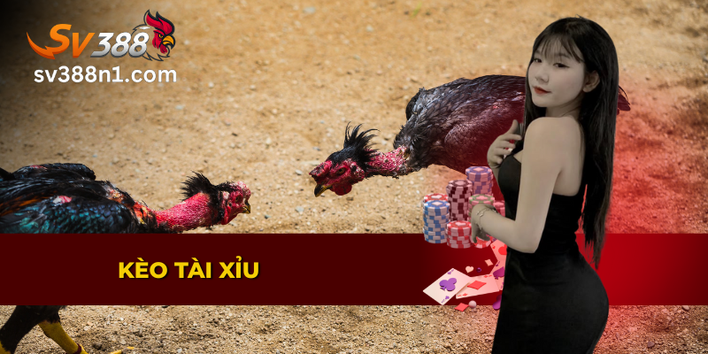 Trải Nghiệm Đá Gà Trực Tiếp Thomo Rực Lửa Trên SV388 4 Giải thích kèo tài xỉu